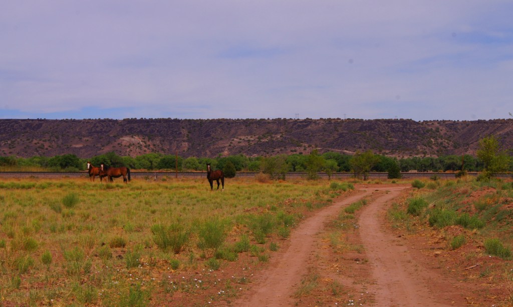It's free range around the pueblos. Near San Felipe NM.