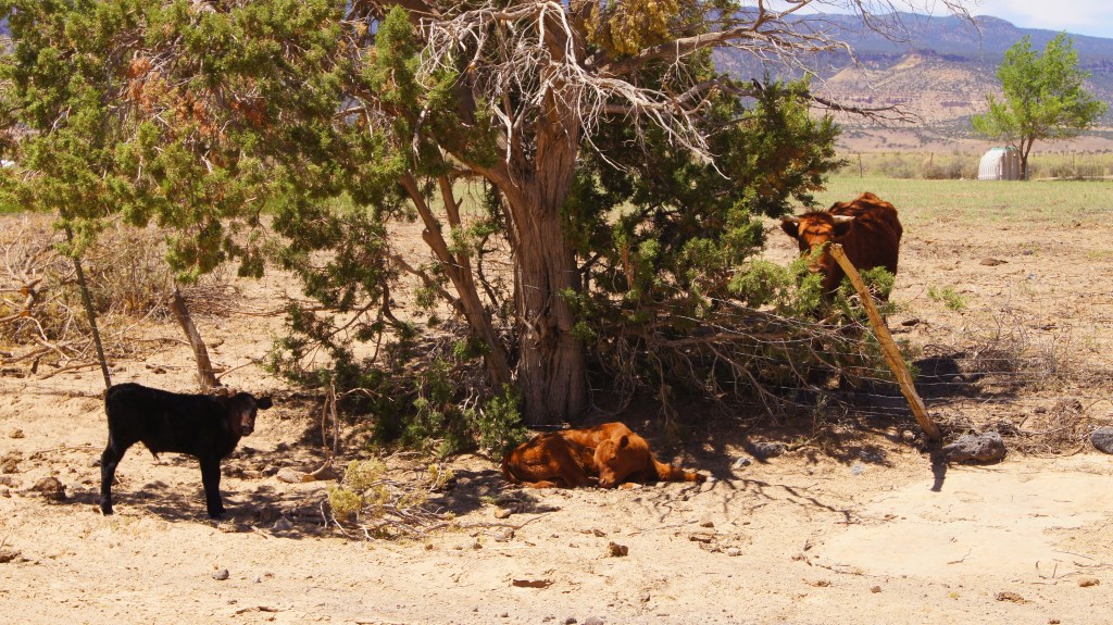 Villa de Cubero (NM7)