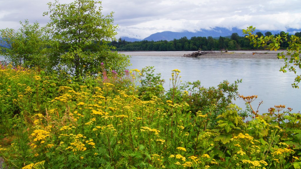 Summertime along the Skeena River BC
