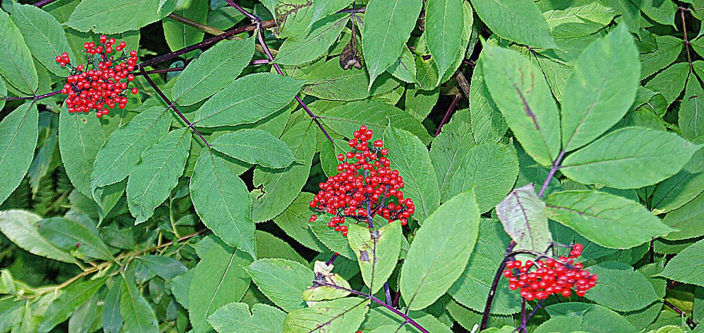 Bear Snacks along Fish Creek