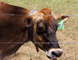 Moo-ve over and let the nice man on the motorcycle pass.