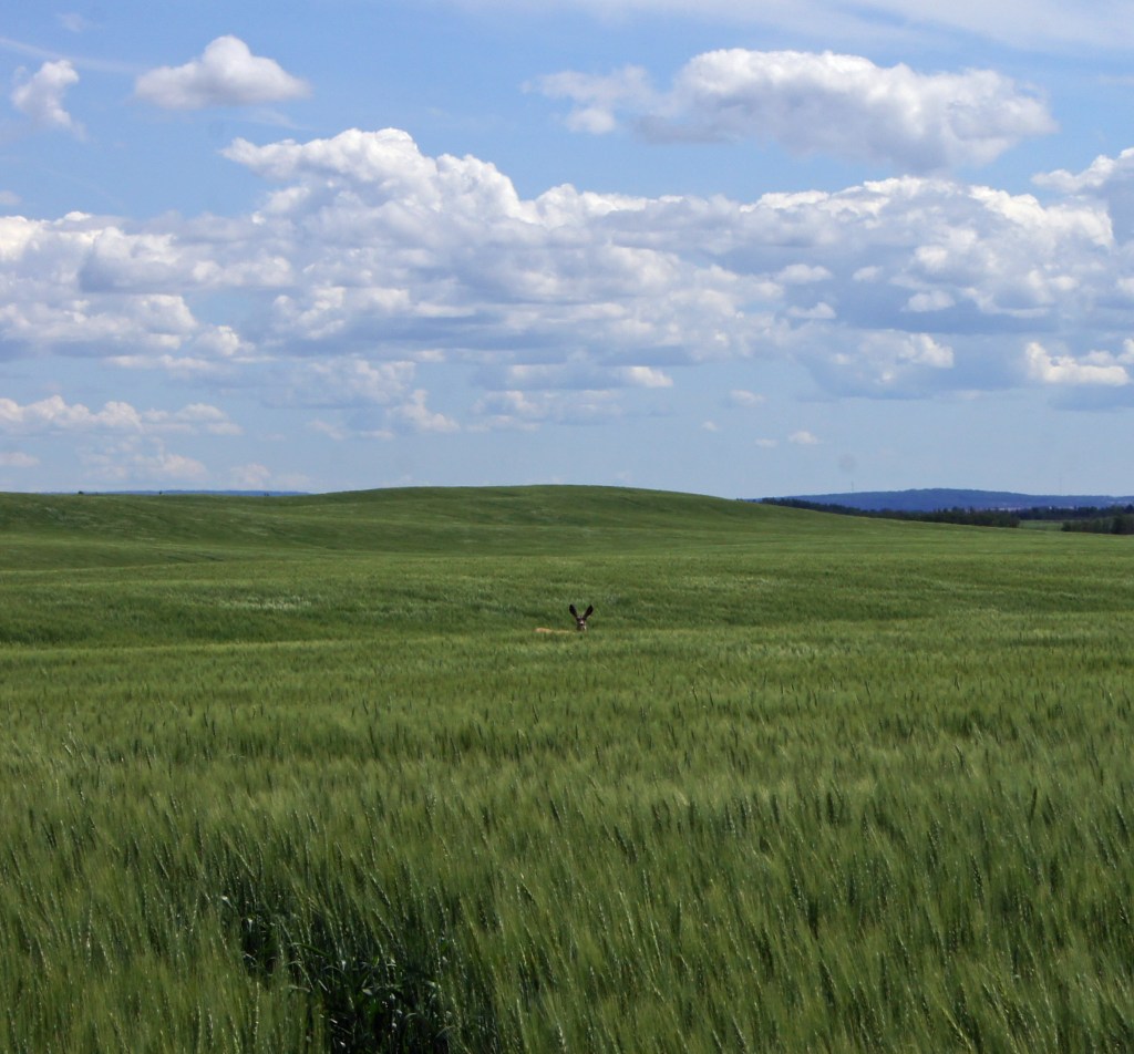 A resident of the neighboring property kept close watch during my visit.