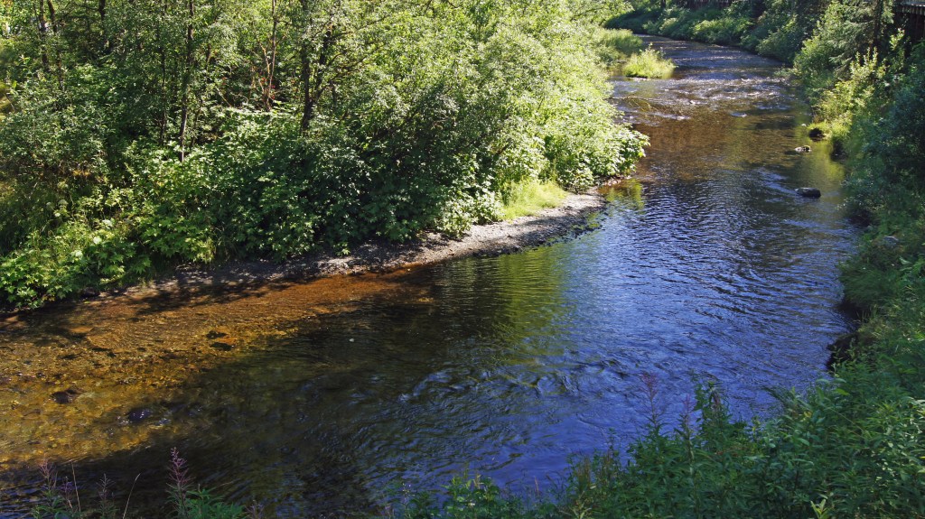 Fish Creek near Hyder AK