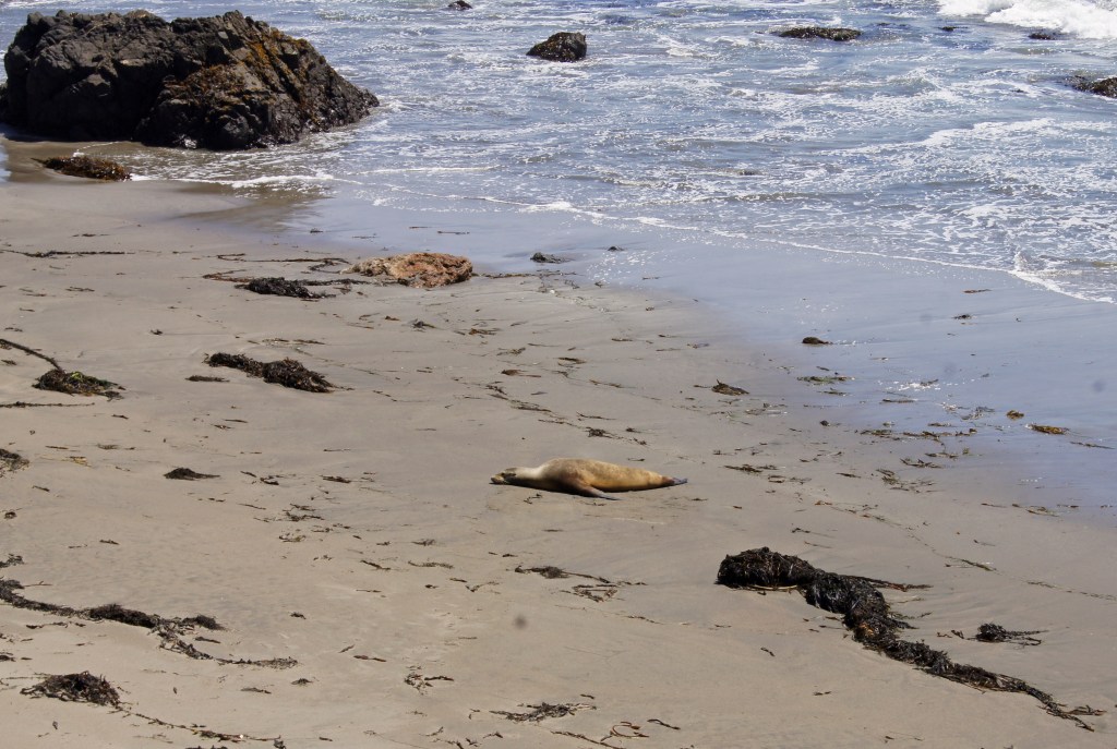 One IS the loneliest number...even when molting.