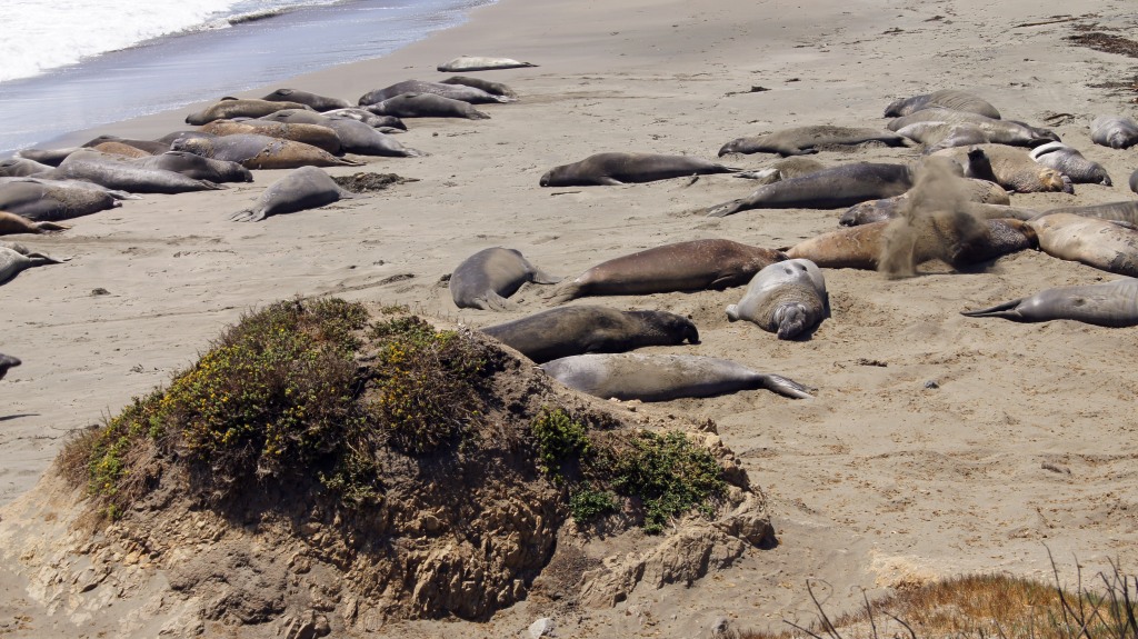 Molting Elephant Seals San Simeon CA